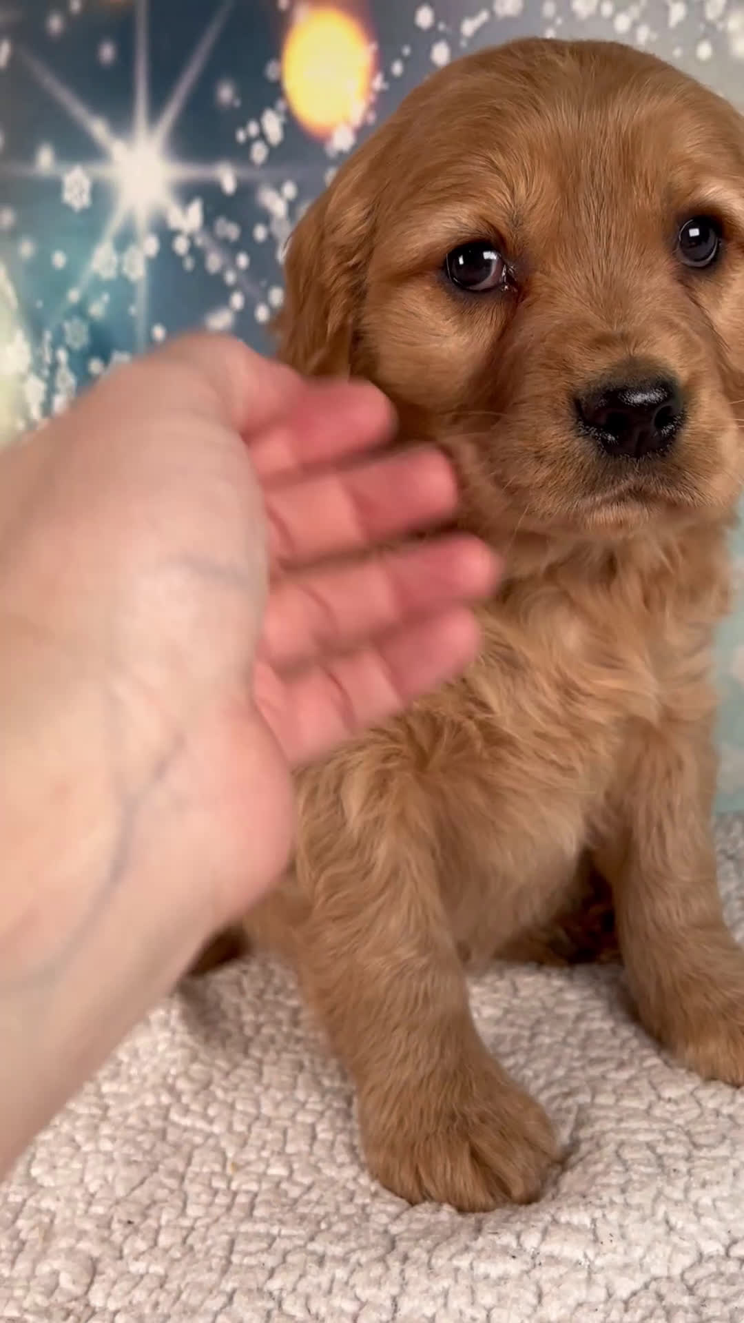 Mixed Breed dogs for sale: Jasper - Video 1