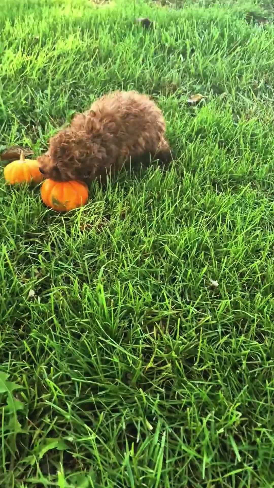 Toy Poodle dogs for sale: Toy Poodle 1 - Video 1