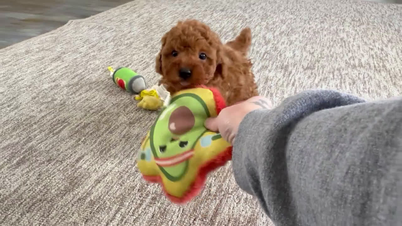 Toy Poodle dogs for sale: Uno - Video 1