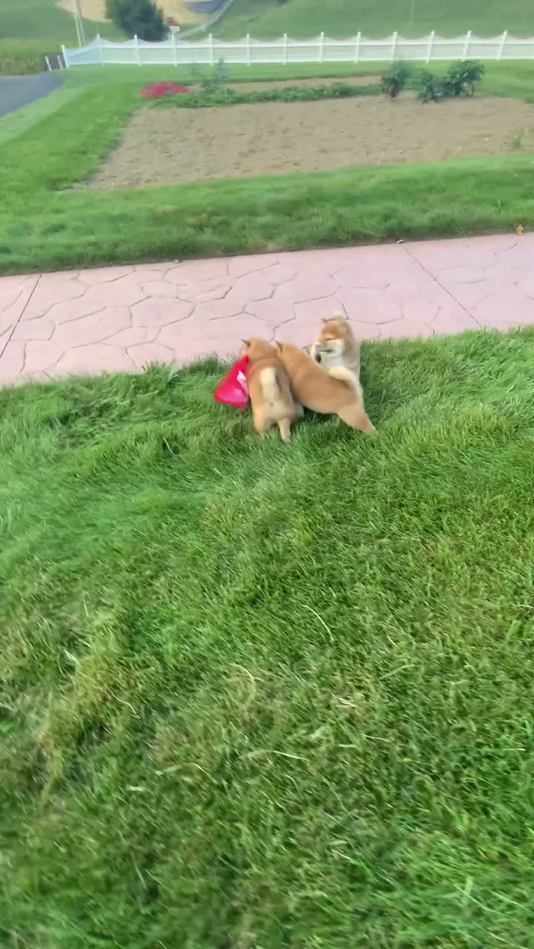 Shiba Inu dogs for sale: Cleo - Video 1