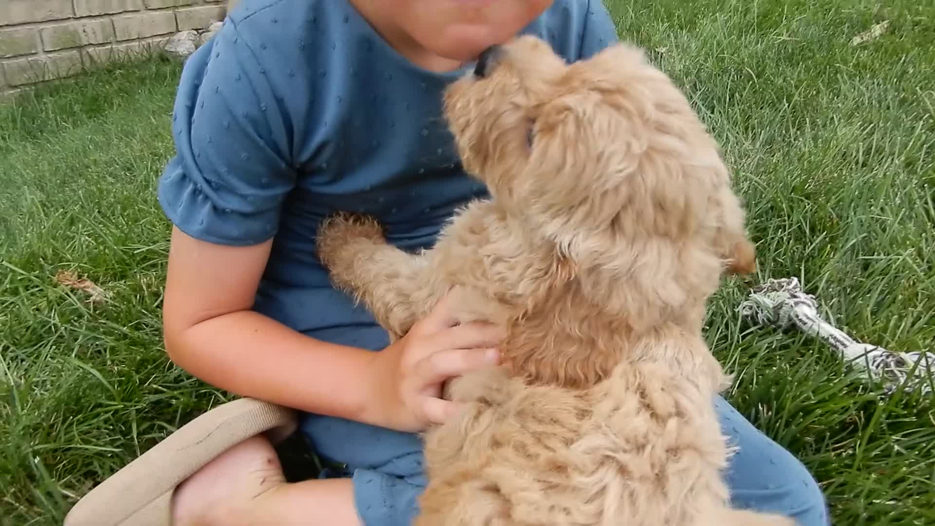 Cavapoo dogs for sale: Lance - Video 1