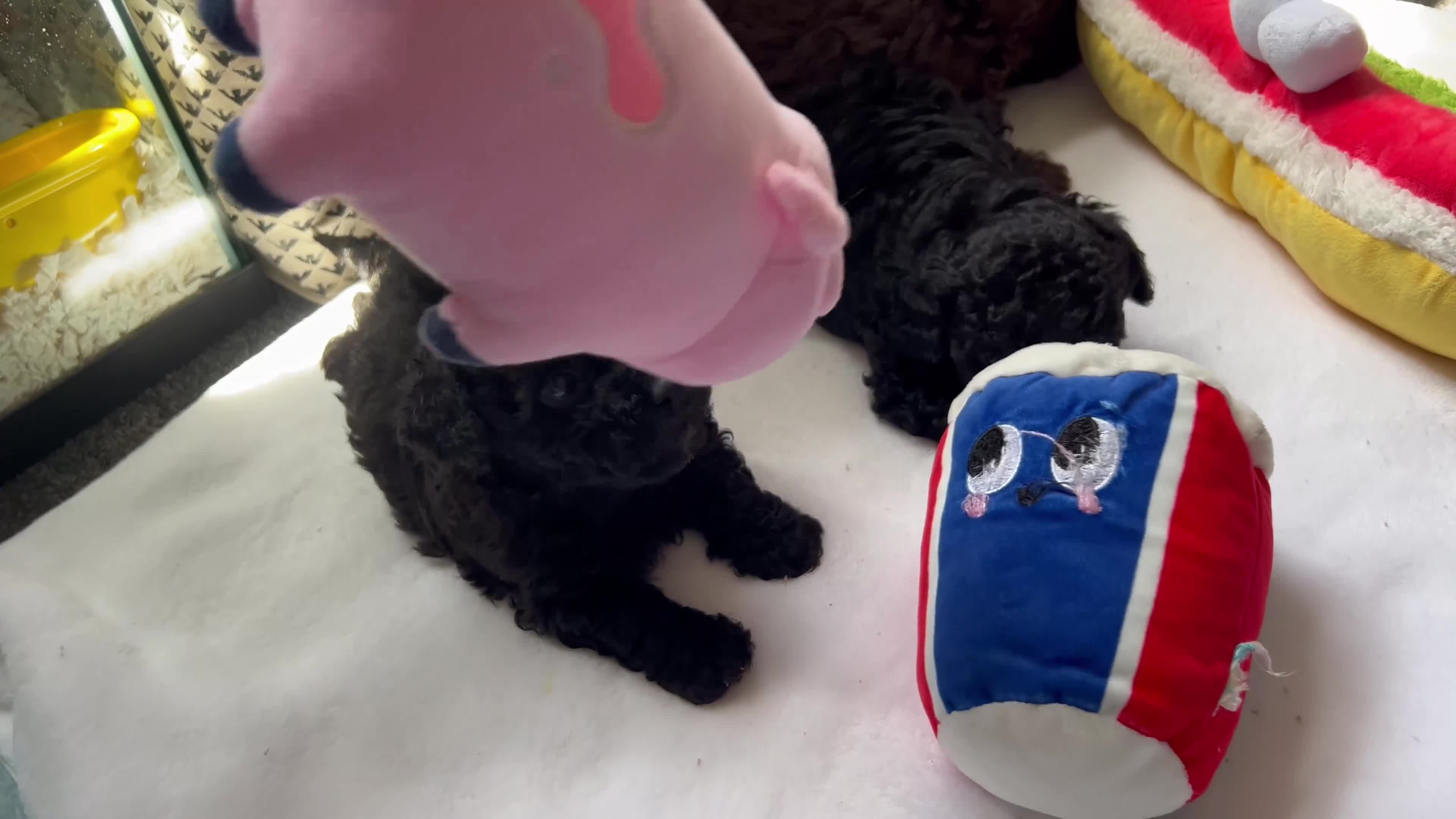 Toy Poodle dogs for sale: Roy - Video 1