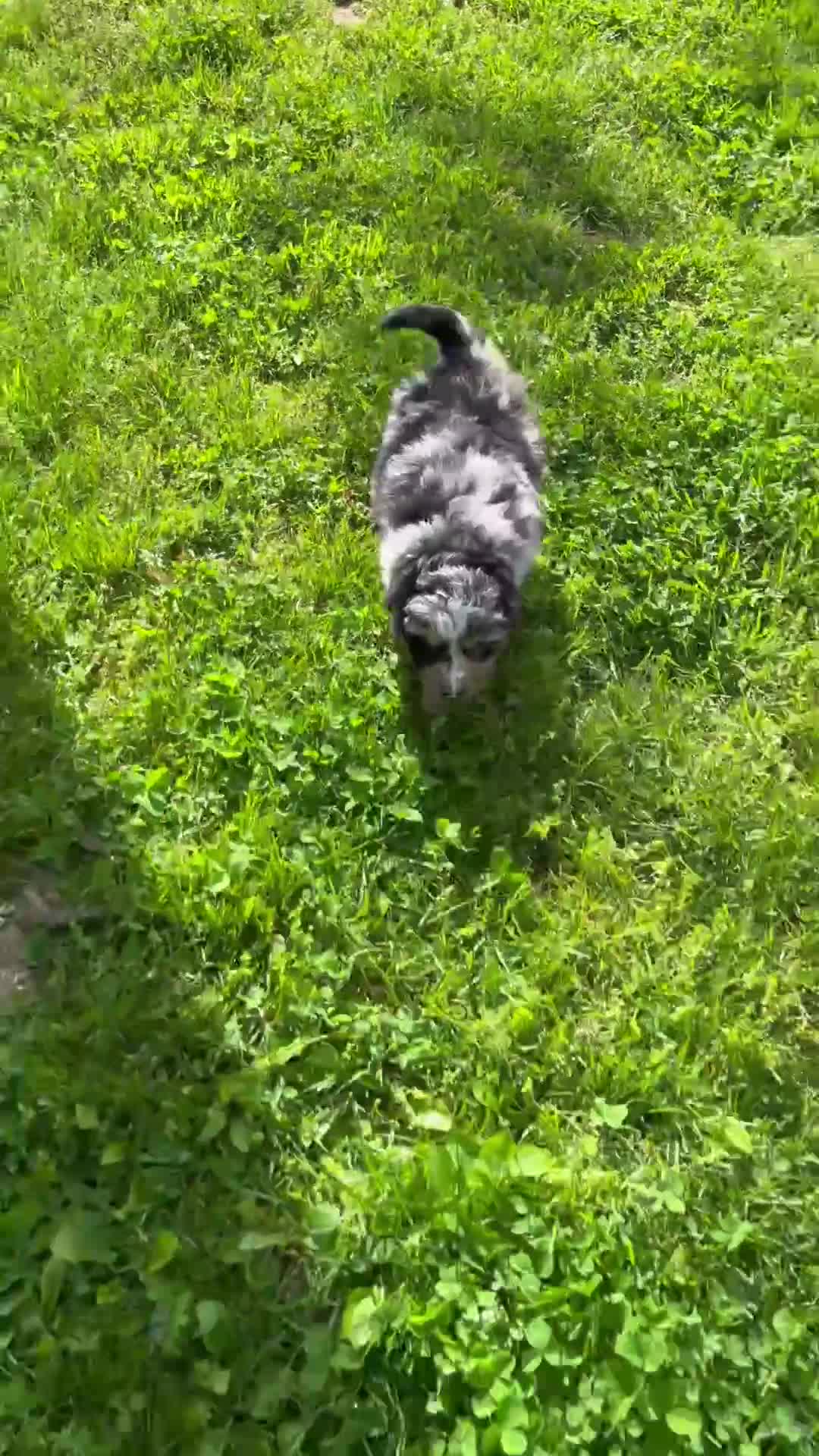 Mini Bernedoodle dogs for sale: Heather - Video 1