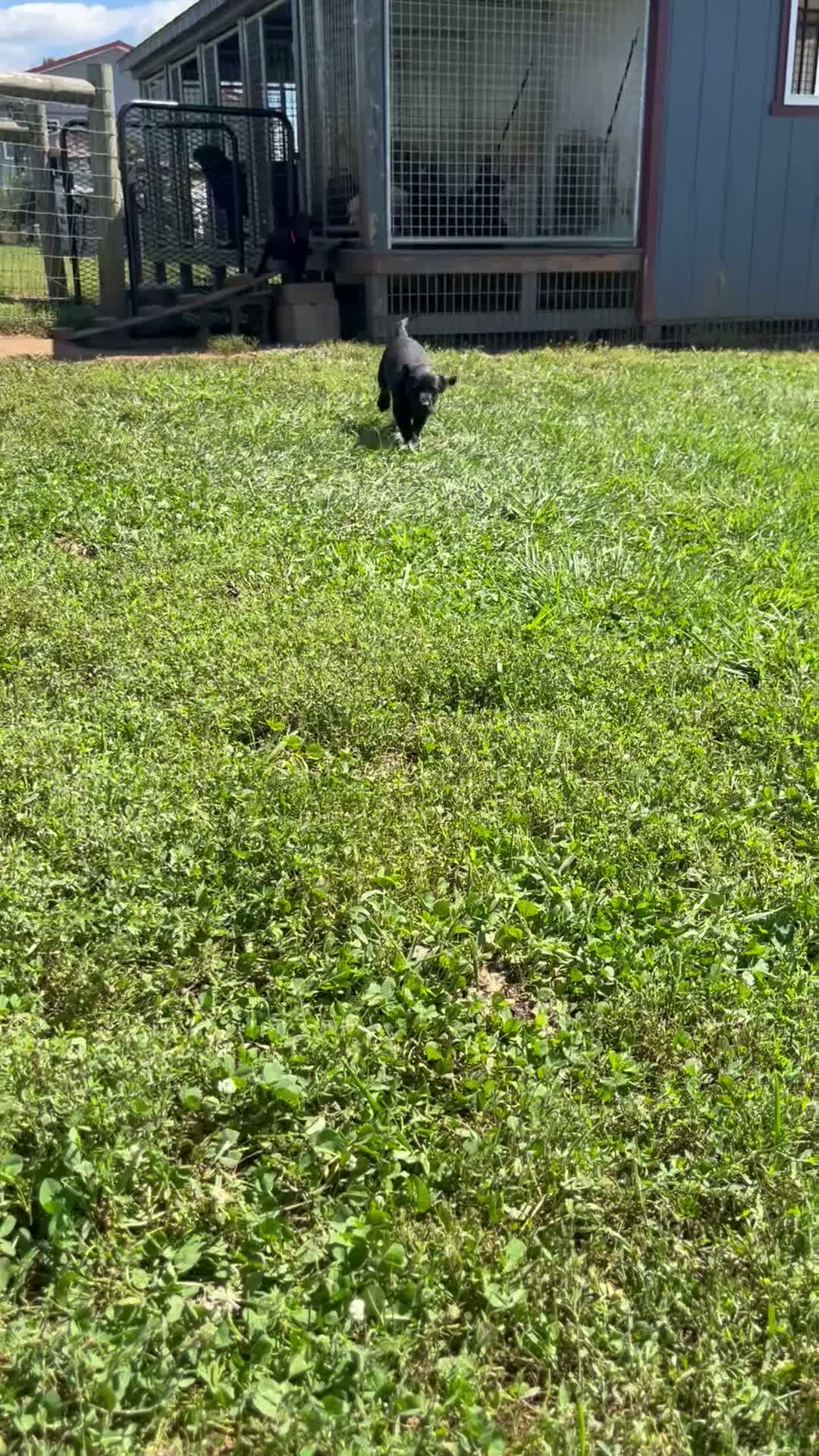 Labrador Retriever dogs for sale: Charlotte - Video 1