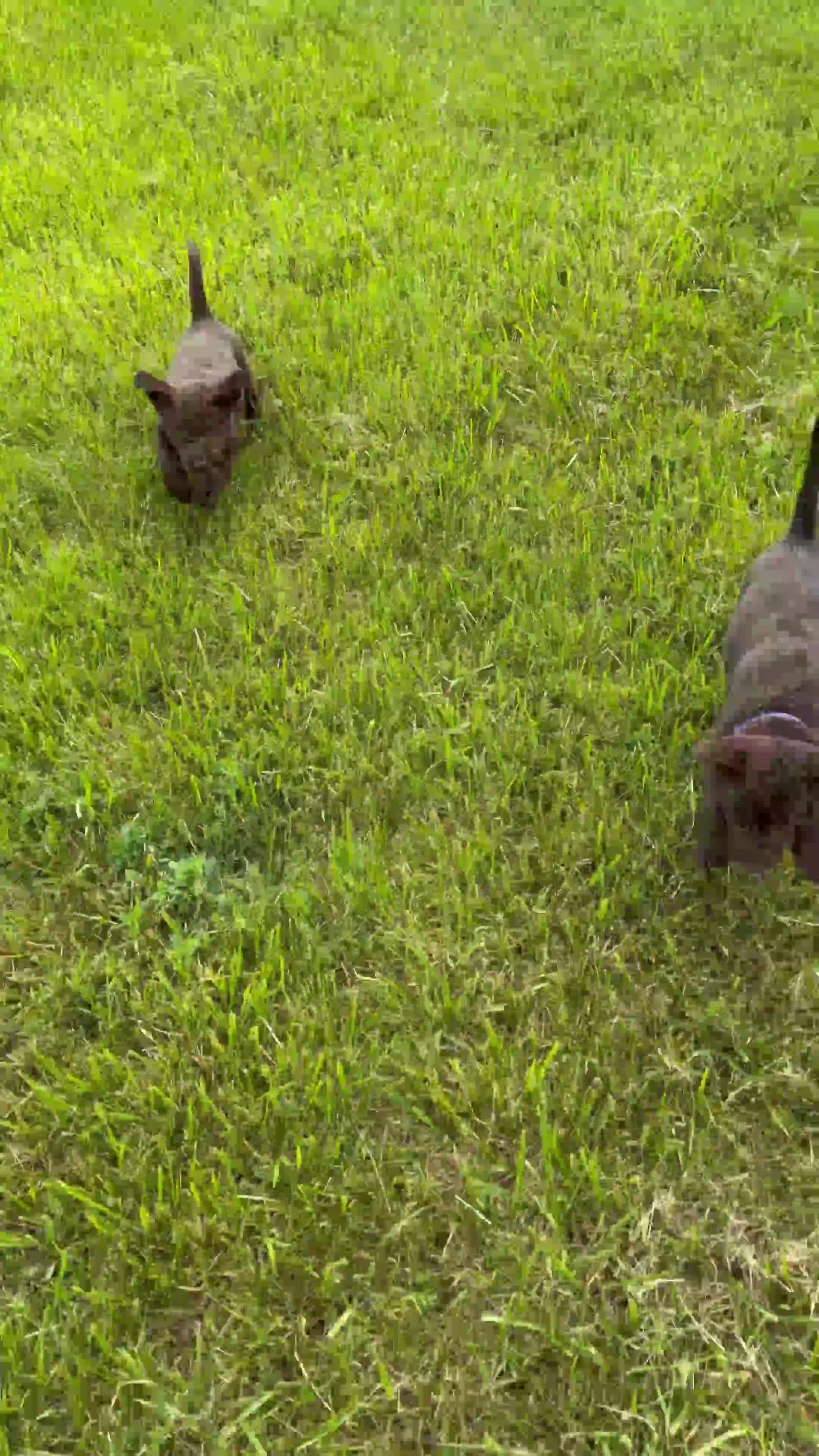 Labrador Retriever dogs for sale: Zoe - Video 3