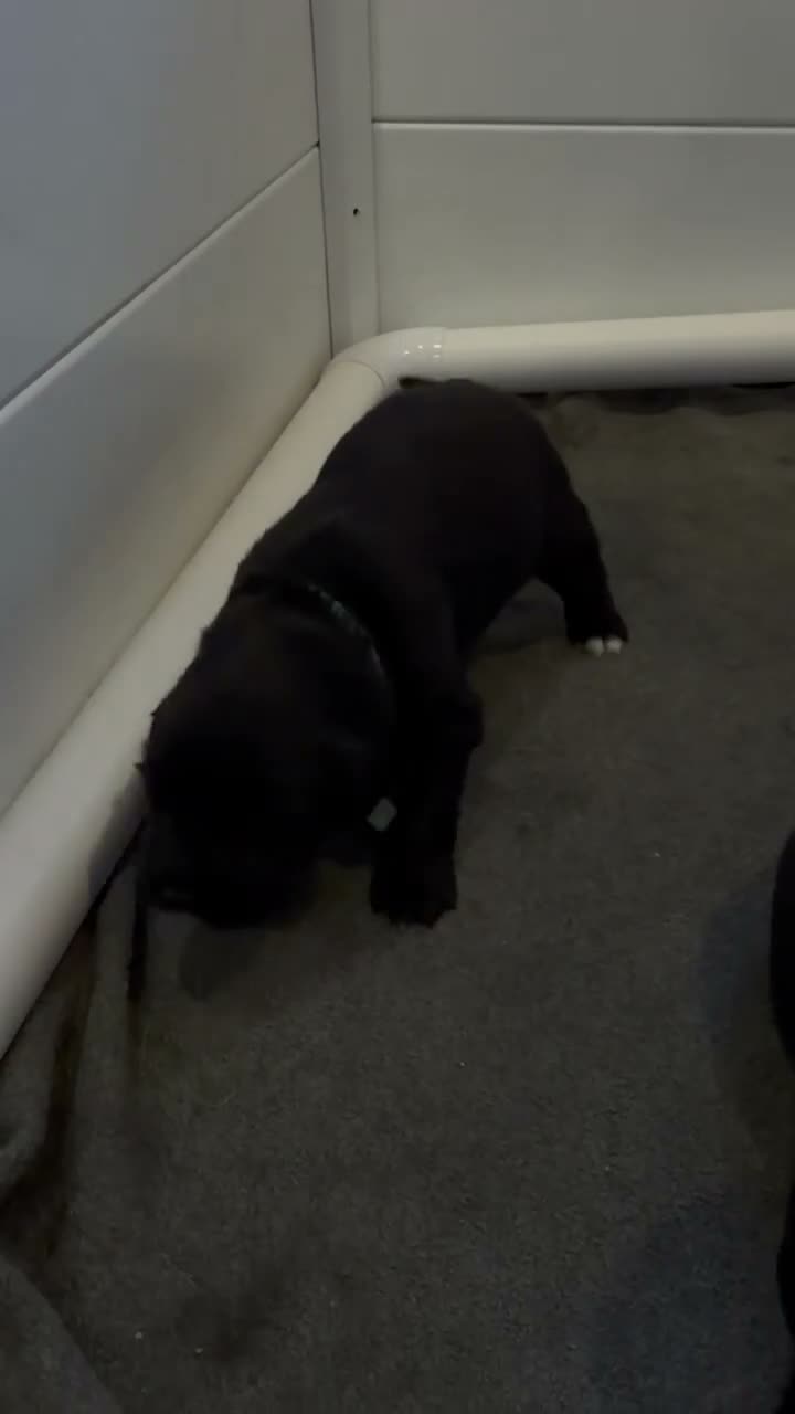 Mixed Breed dogs for sale: Vixen  - Video 2