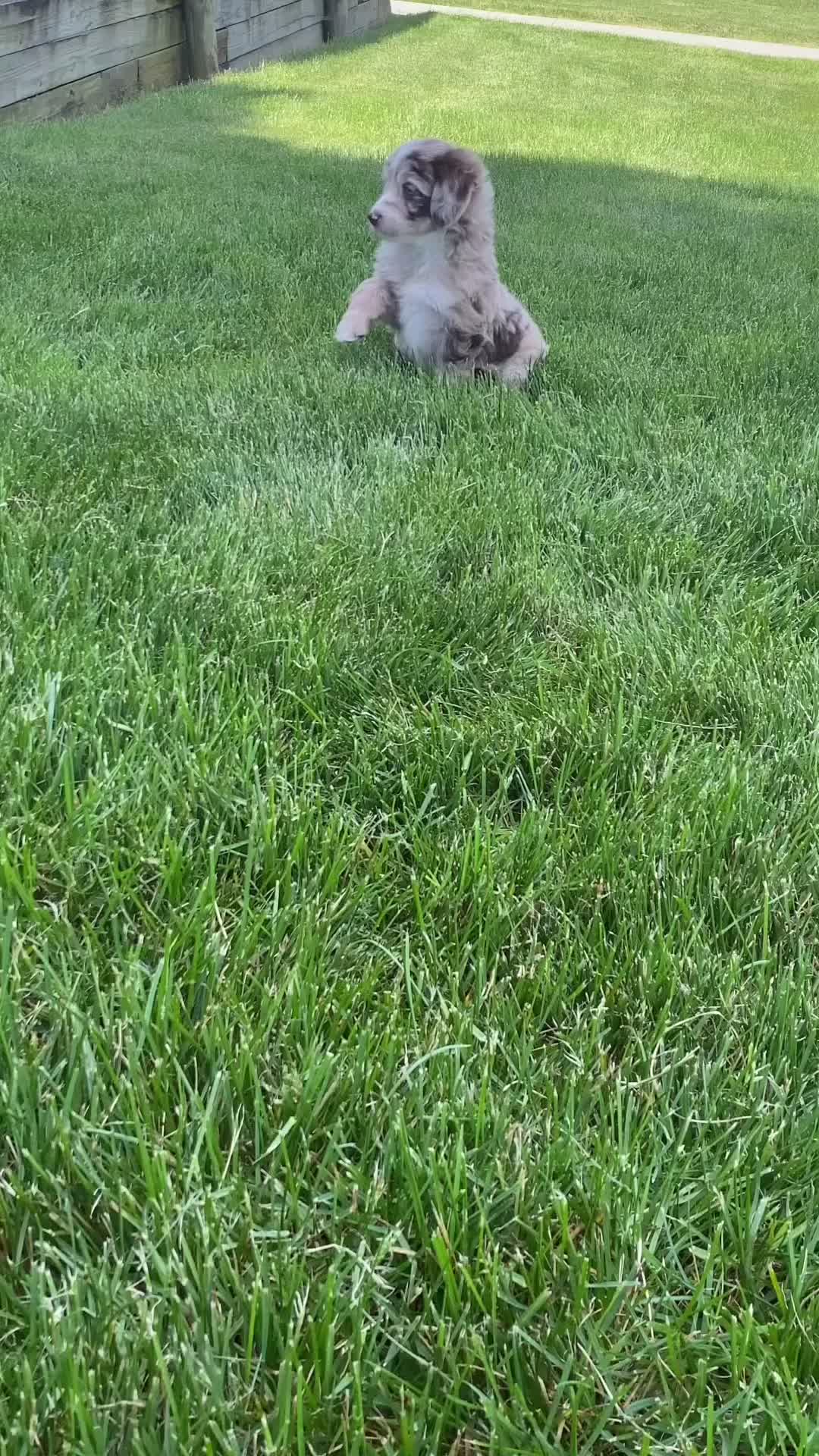 Mini Aussiedoodle dogs for sale: Jasmine 🎀 - Video 1