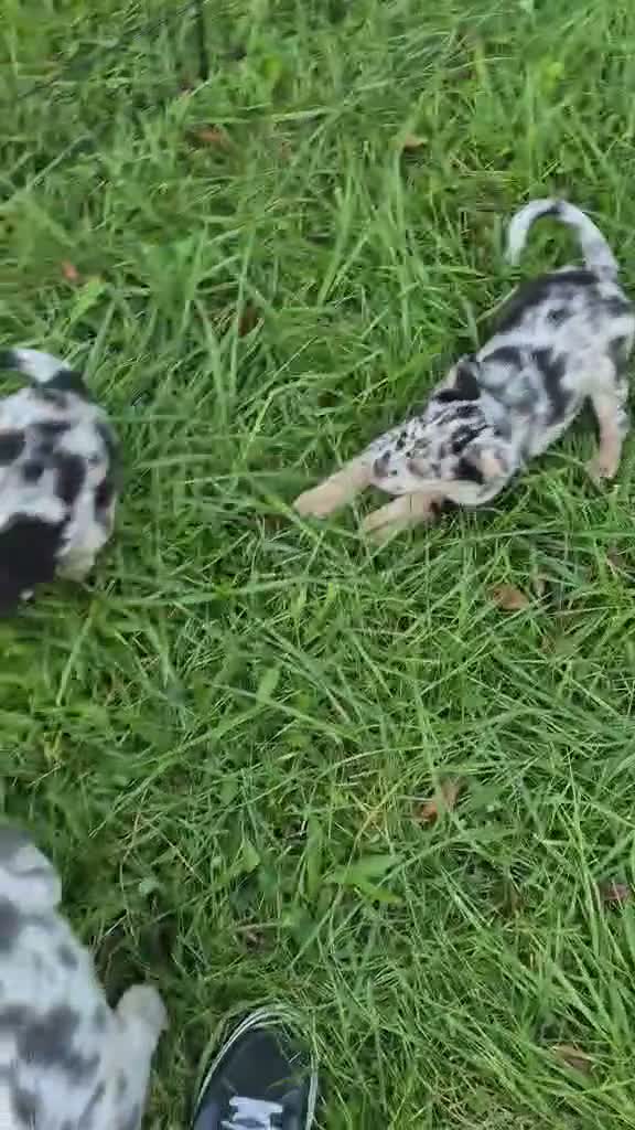 Mixed Breed dogs for sale: Rain - Video 2