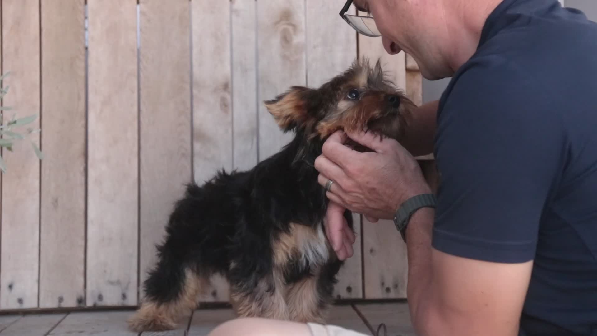 Yorkshire Terrier dogs for sale: Teddy - Video 1