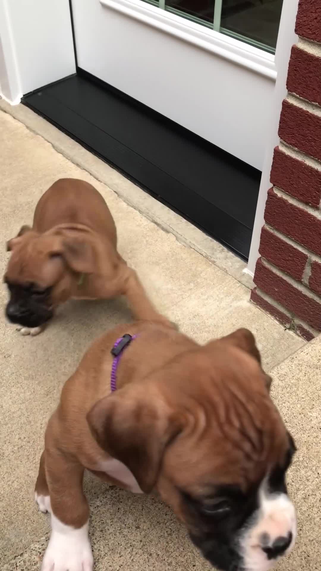 Boxer dogs for sale: Boxer Puppy 4 - Video 4