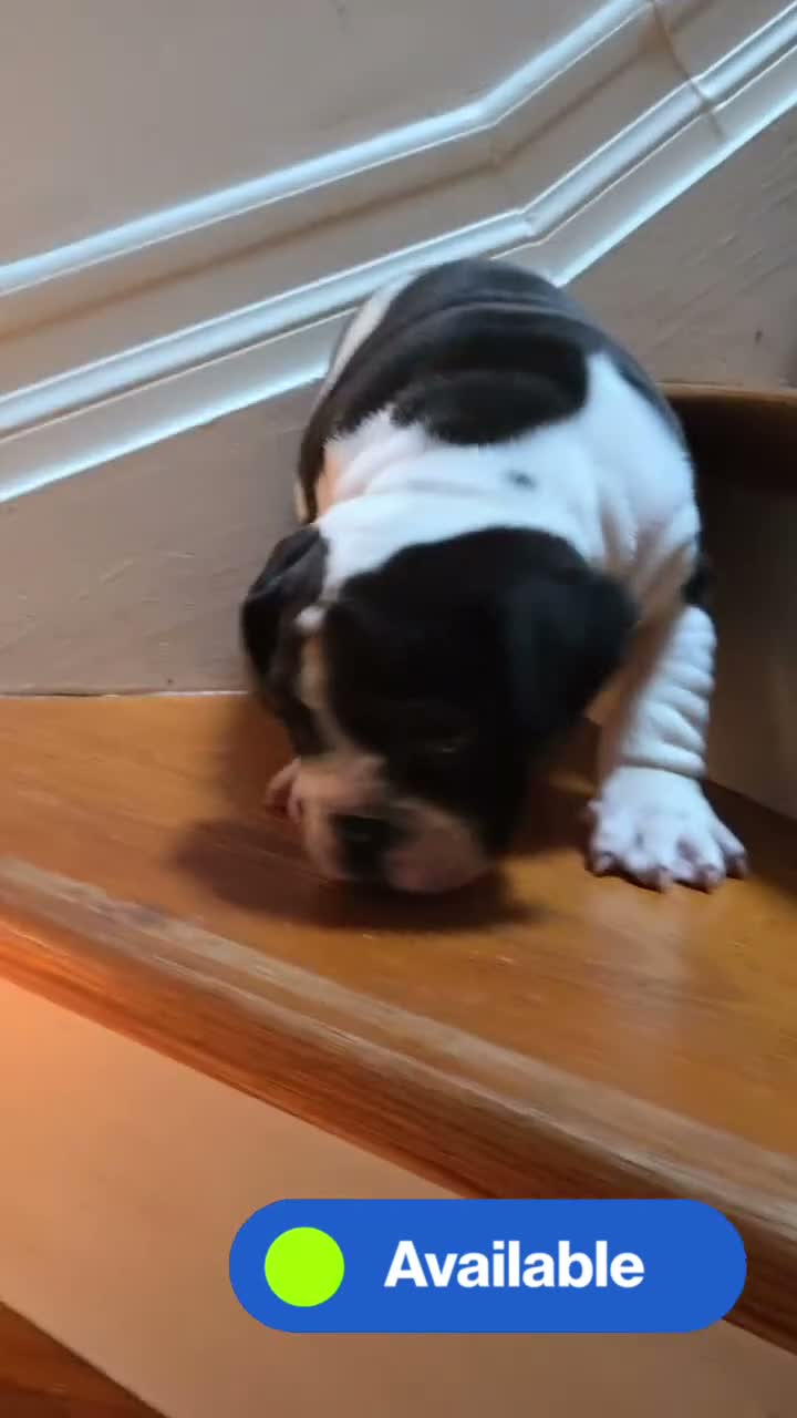 Mixed Breed dogs for sale: CHARLES - Video 2