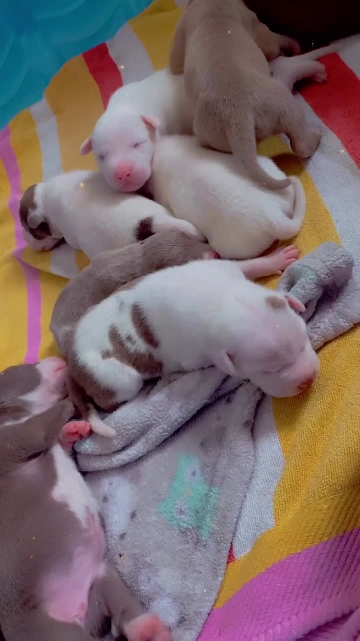 Mixed Breed dogs for sale: Mixed Breed Puppy 9 - Video 1