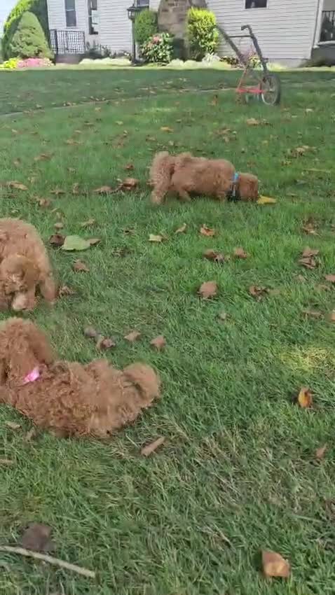 Miniature Poodle dogs for sale: Rosie-Potty and Crate Training/Parents Health Tested  - Video 2