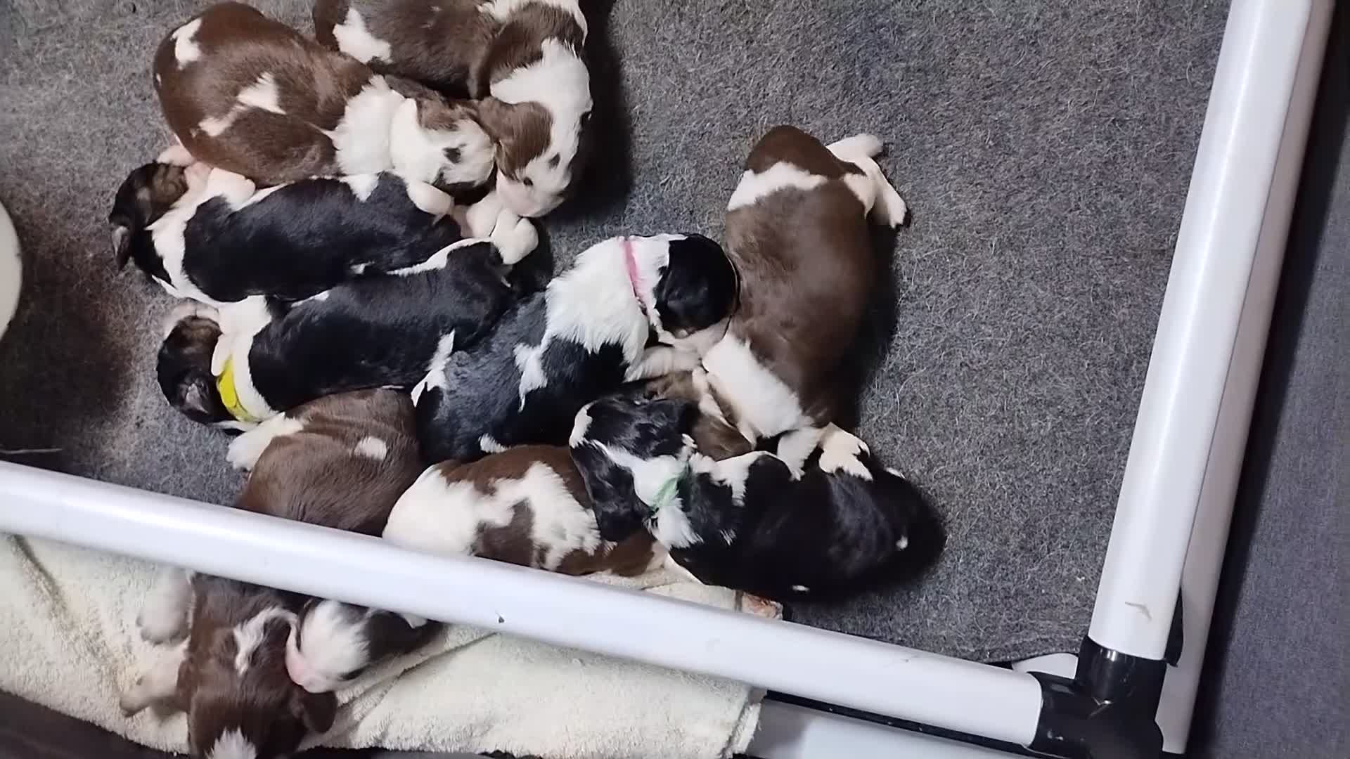 English Springer Spaniel dogs for sale: Larry  - Video 2