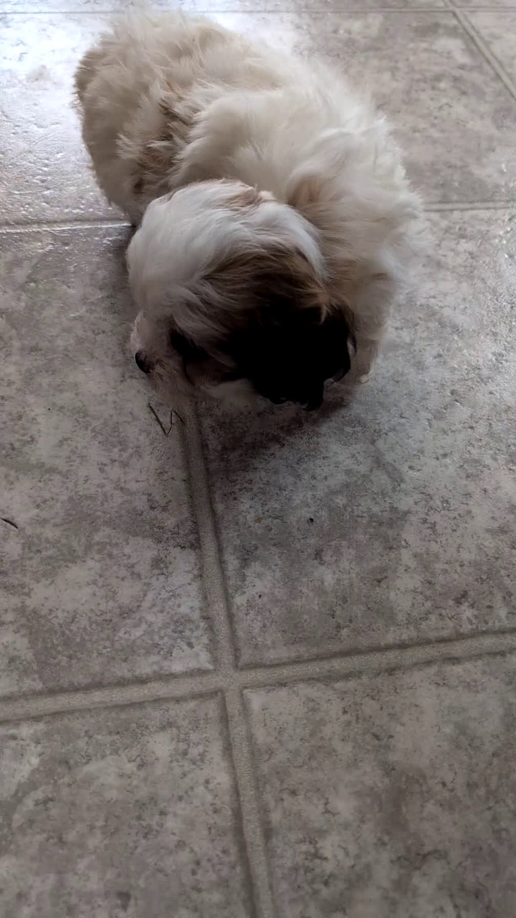 Teddy Bear dogs for sale: Gemma  - Video 1