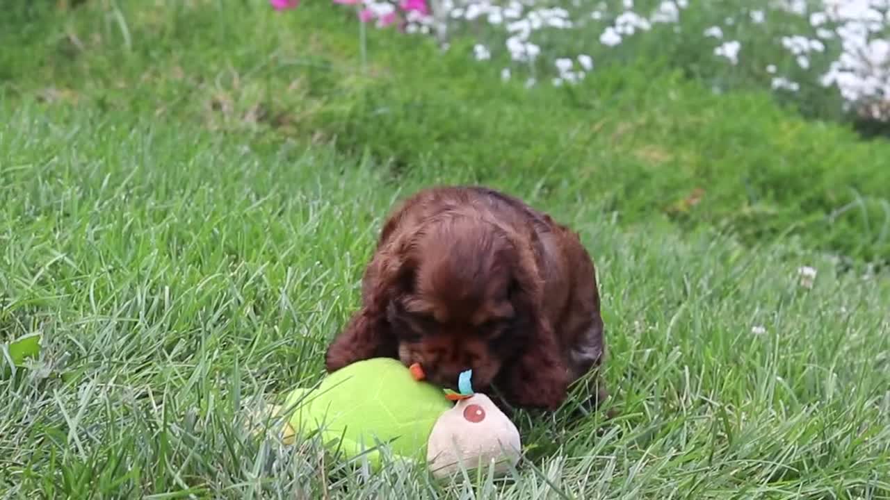 Cocker Spaniel dogs for sale: Daisy - Video 1