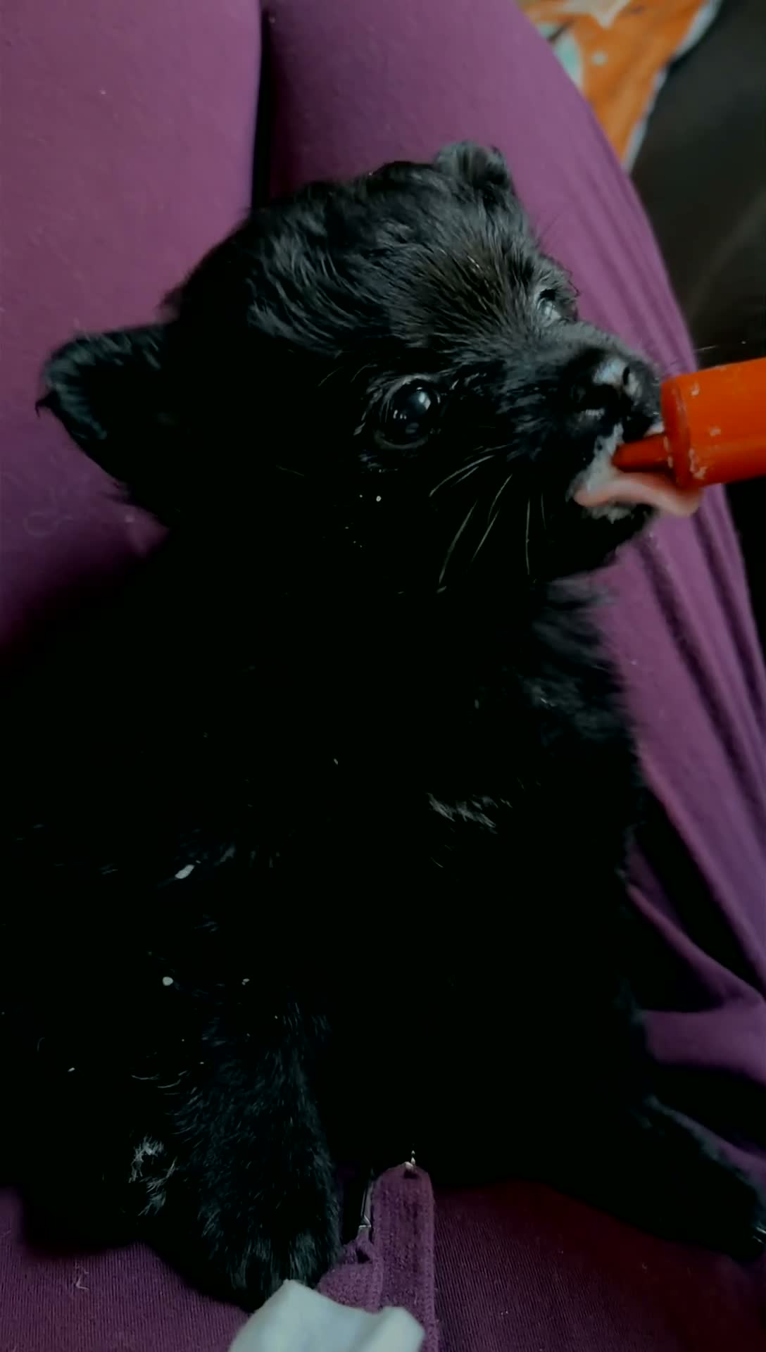 Pomeranian dogs for sale: Loom  - Video 2