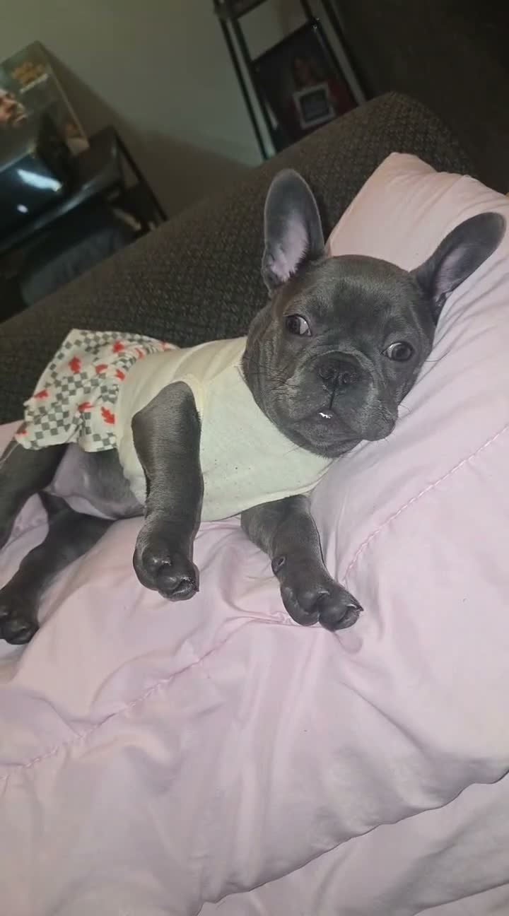 French Bulldog dogs for sale: Female French Bulldog 🐕🩷 - Video 2