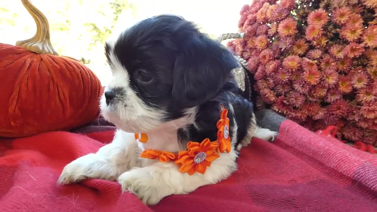 Shih Tzu dogs for sale: Shih Tzu 1 Scooter - Video 1