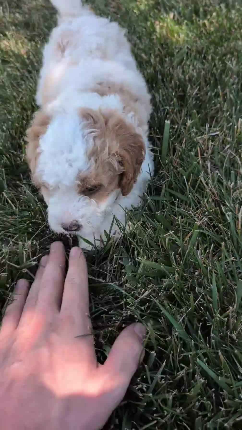 Cavapoo dogs for sale: Macy - Video 1