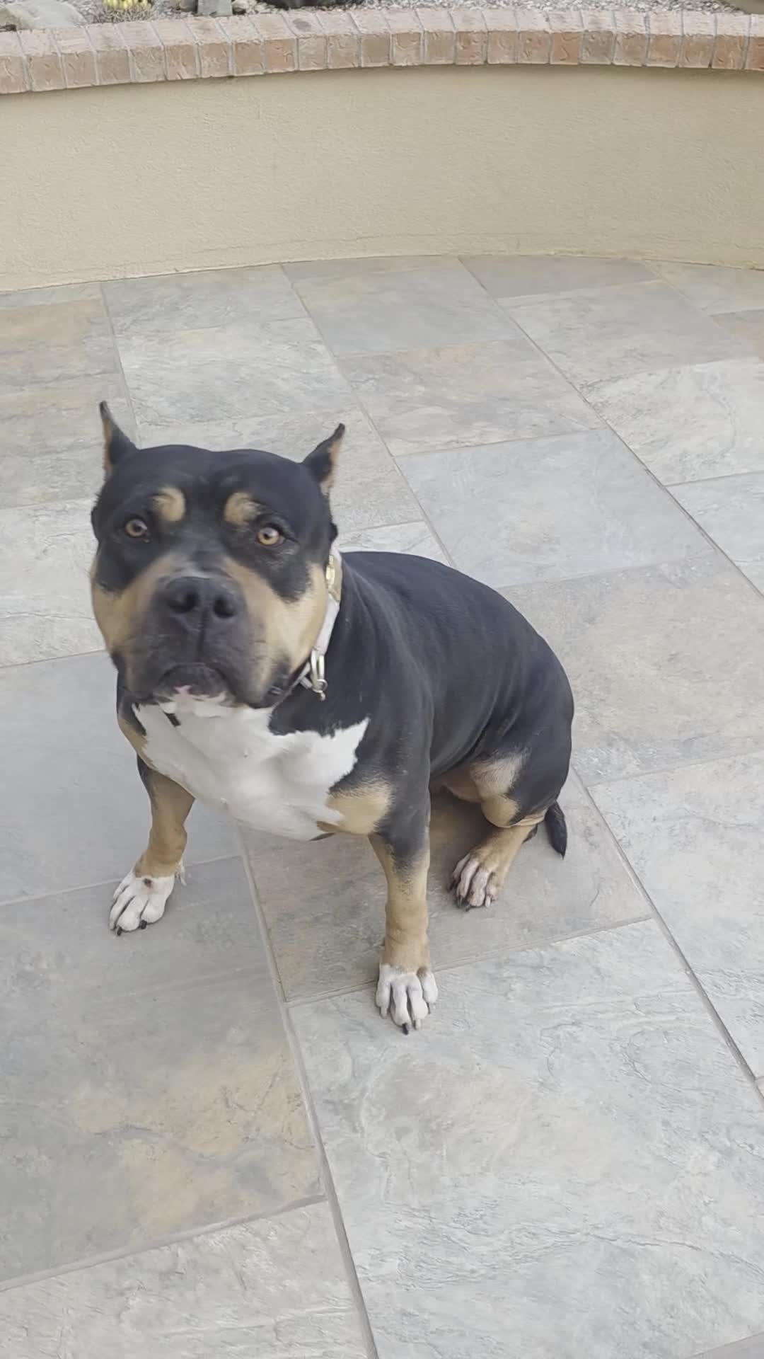 American Bully dogs for sale: American Bully Female - Video 1