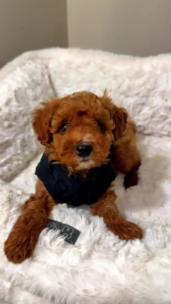 Toy Poodle dogs for sale: Milo  - Video 1
