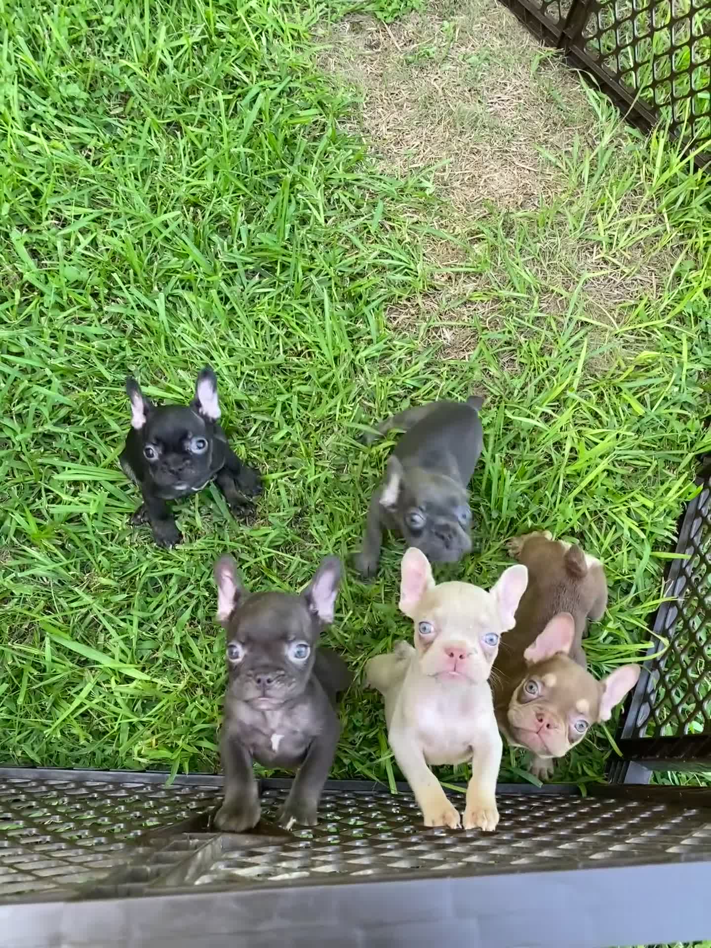 French Bulldog dogs for sale: French Bulldog 2 - Video 2