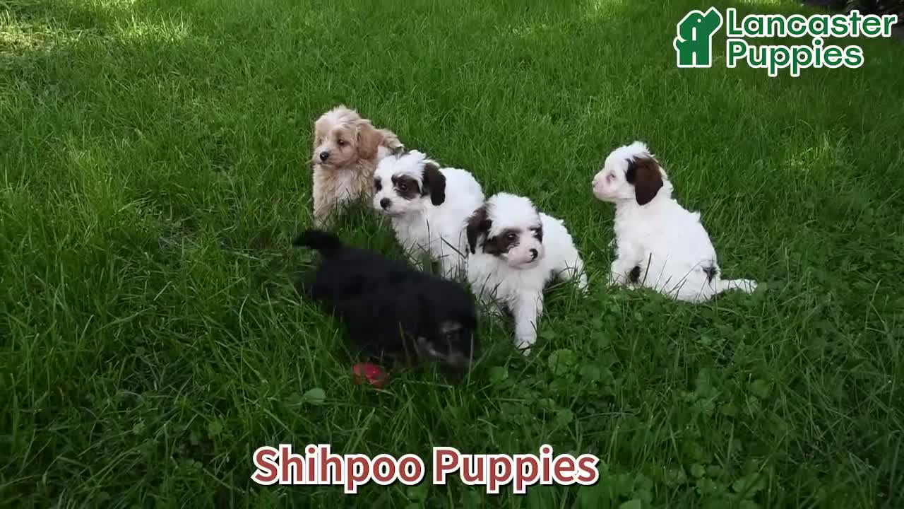 Shihpoo dogs for sale: Benton - Video 1