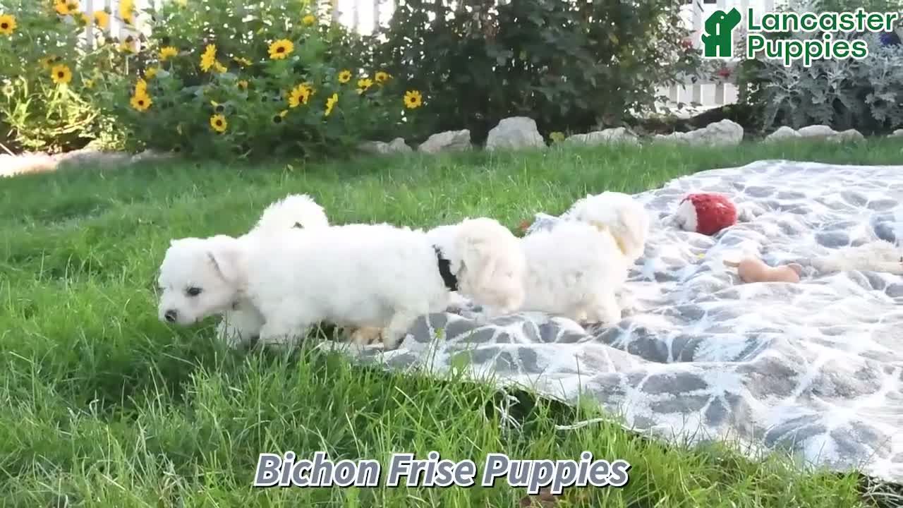Bichon Frise dogs for sale: Lemon - Video 1