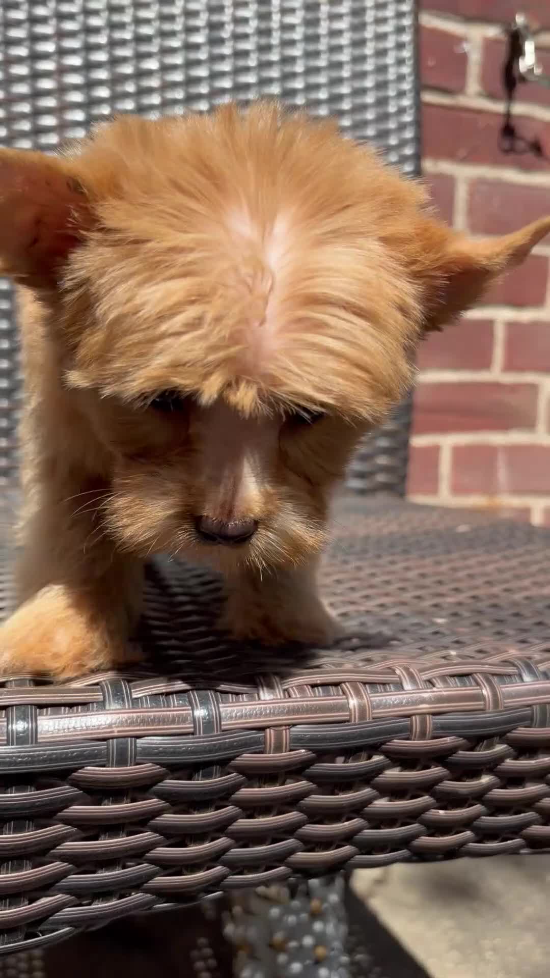 Yorkshire Terrier dogs for sale: Milo - Video 2