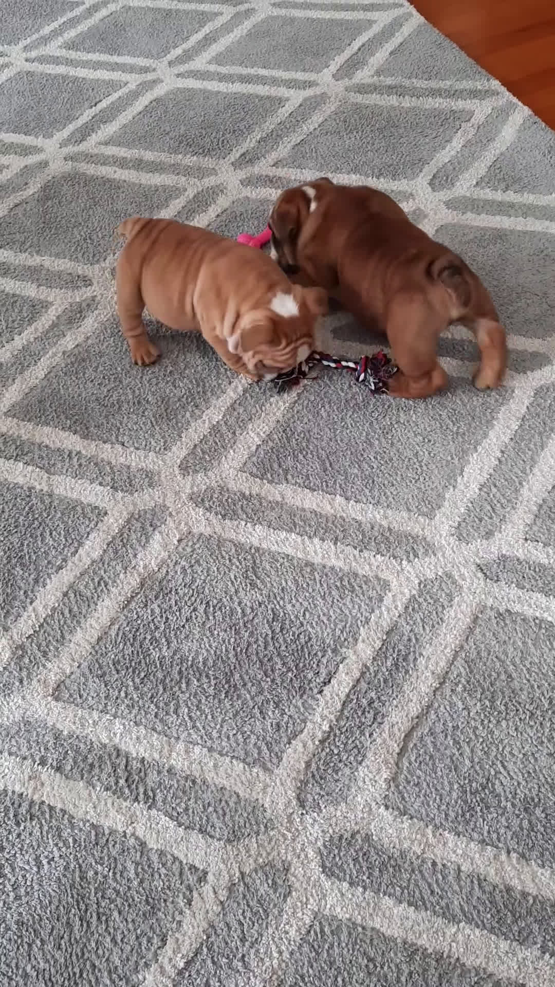 English Bulldog dogs for sale: Duke - Video 1