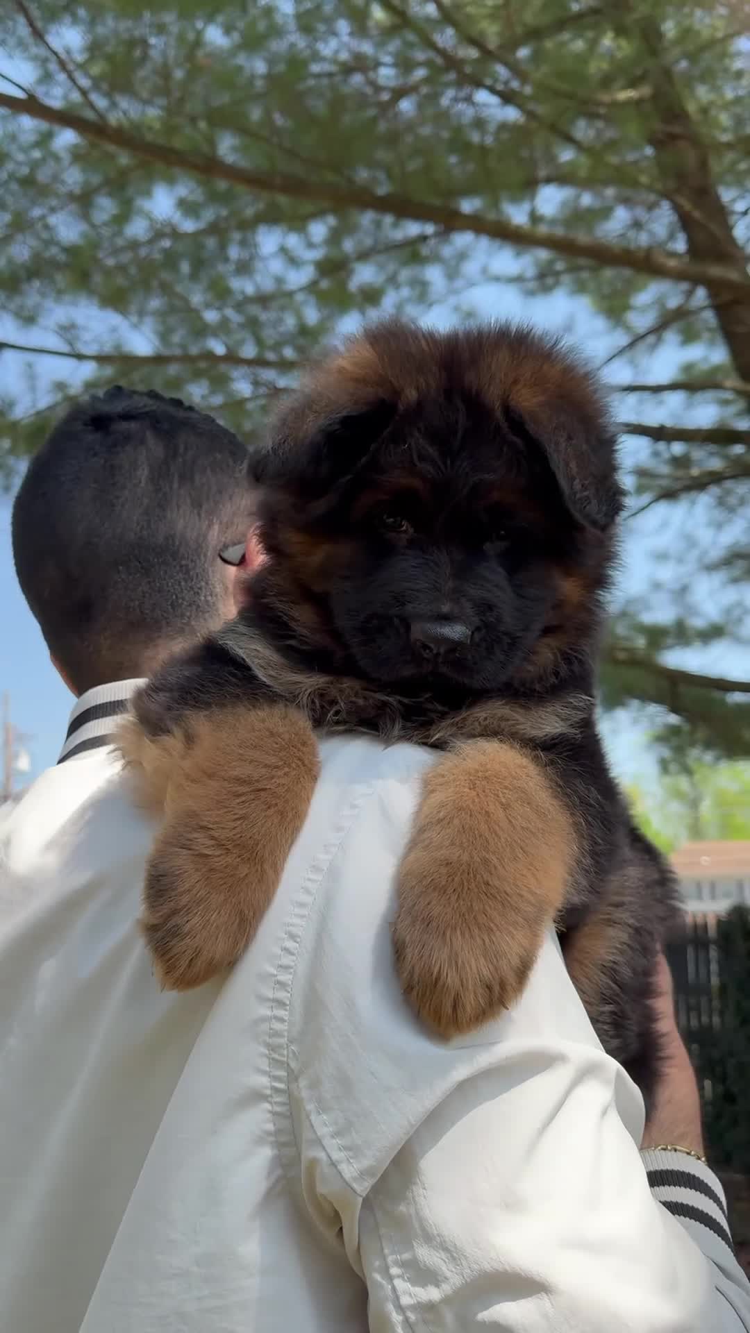 German Shepherd dogs for sale: Xena - Video 1