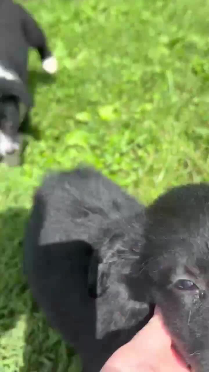 Australian Shepherd dogs for sale: Australian Shepherd 1 - Video 1