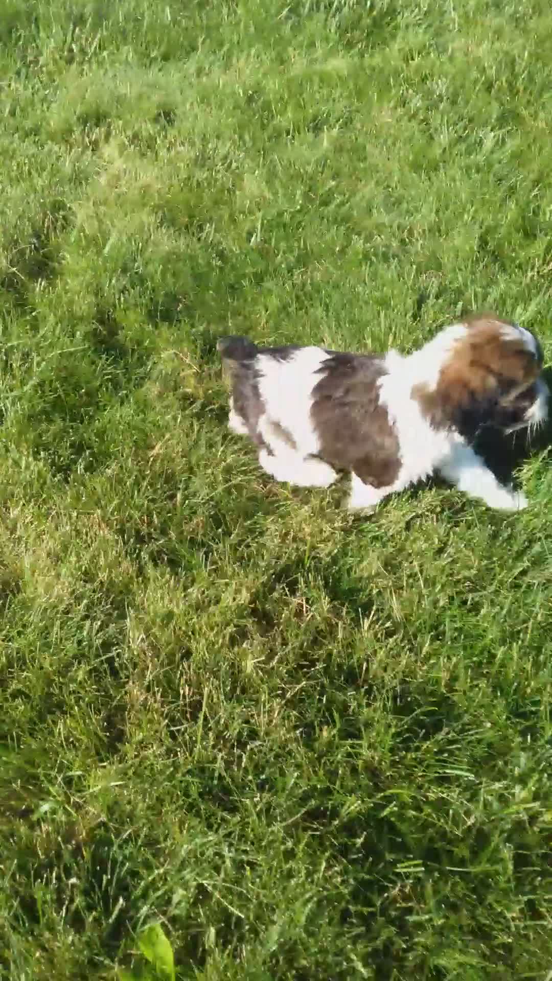 Cockapoo dogs for sale: Travis - Video 1