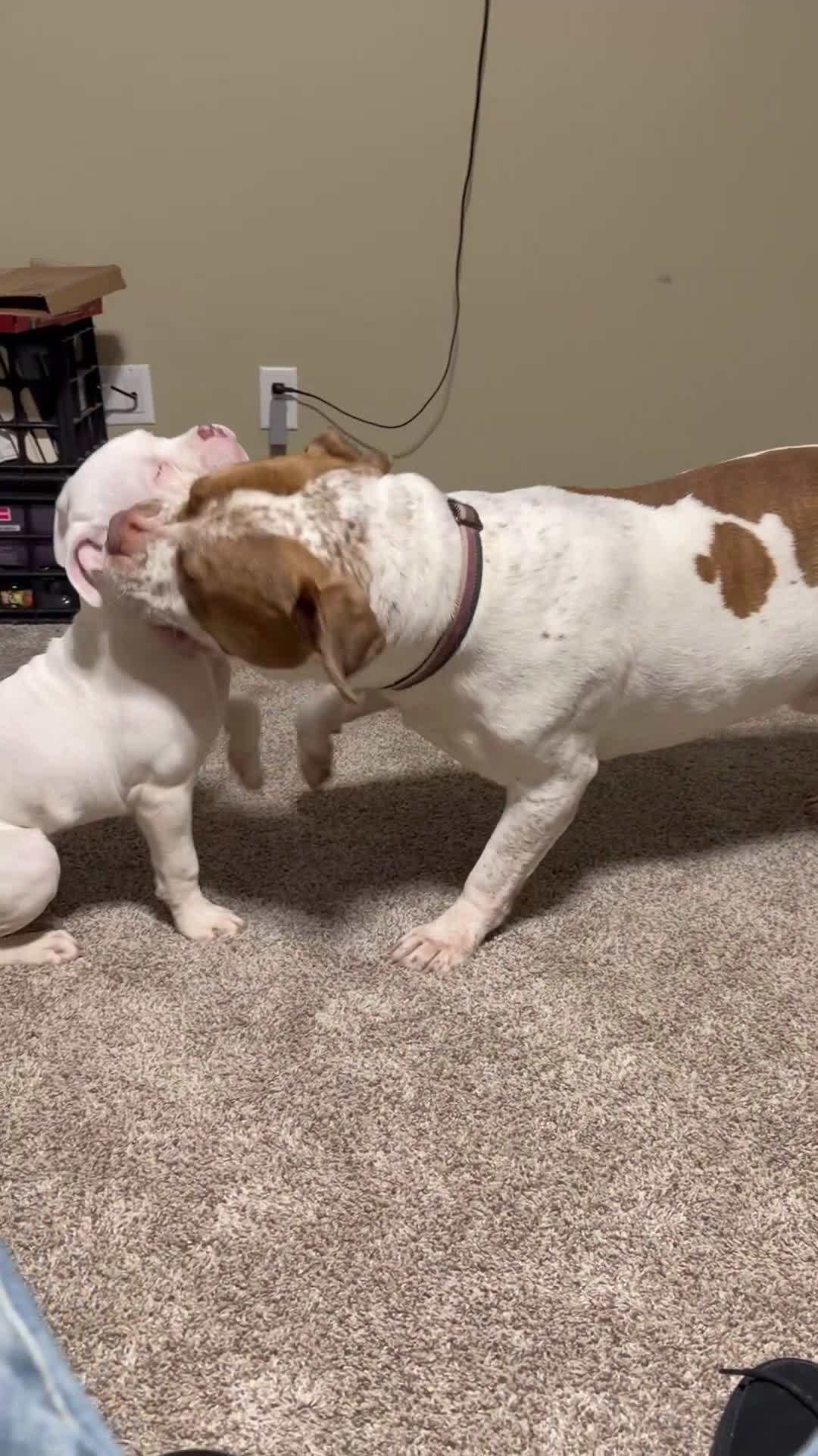 Mixed Breed dogs for sale: Mixed Breed Puppy 1 - Video 1