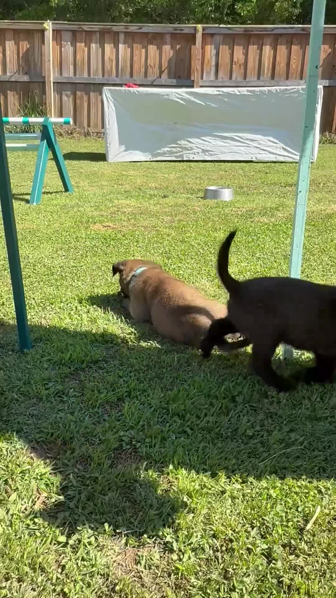 Belgian Malinois dogs for sale: AKC Belgian Malinois - Blue Collar - Video 2