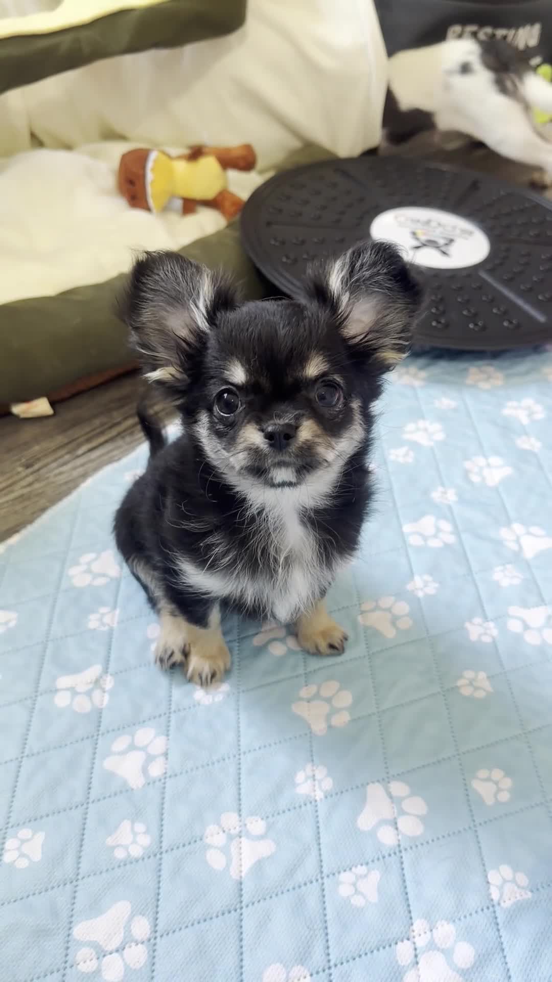 Chihuahua dogs for sale: Nancy - Video 1