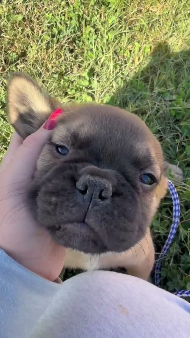 French Bulldog dogs for sale: Frankie FLUFFY - Video 1
