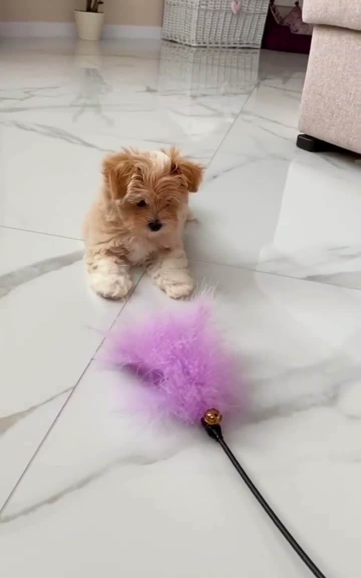 Maltipoo dogs for sale: Emily - Video 1