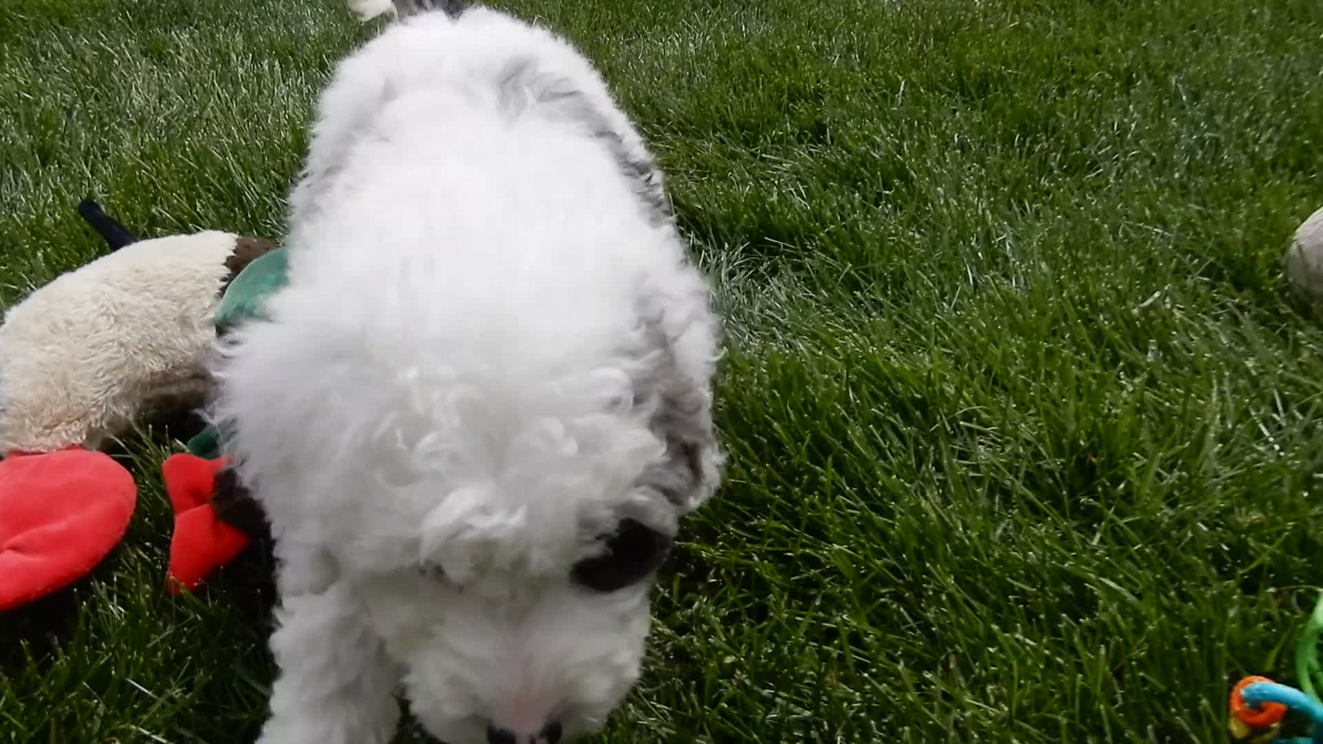 Sheepadoodle dogs for sale: Tucker-MEDIUM - Video 1