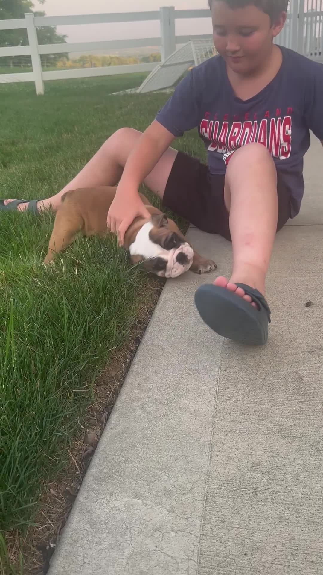 English Bulldog dogs for sale: Treva  - Video 1