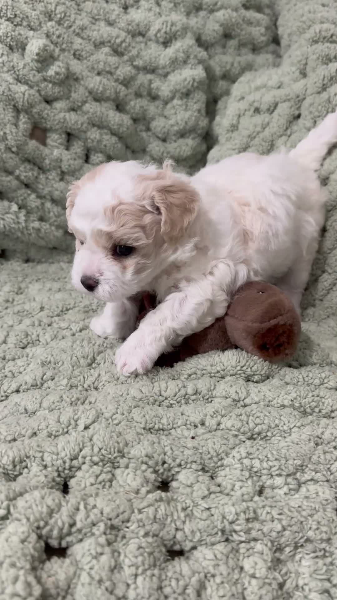 Mixed Breed dogs for sale: Amelia (Millie)  - Video 1