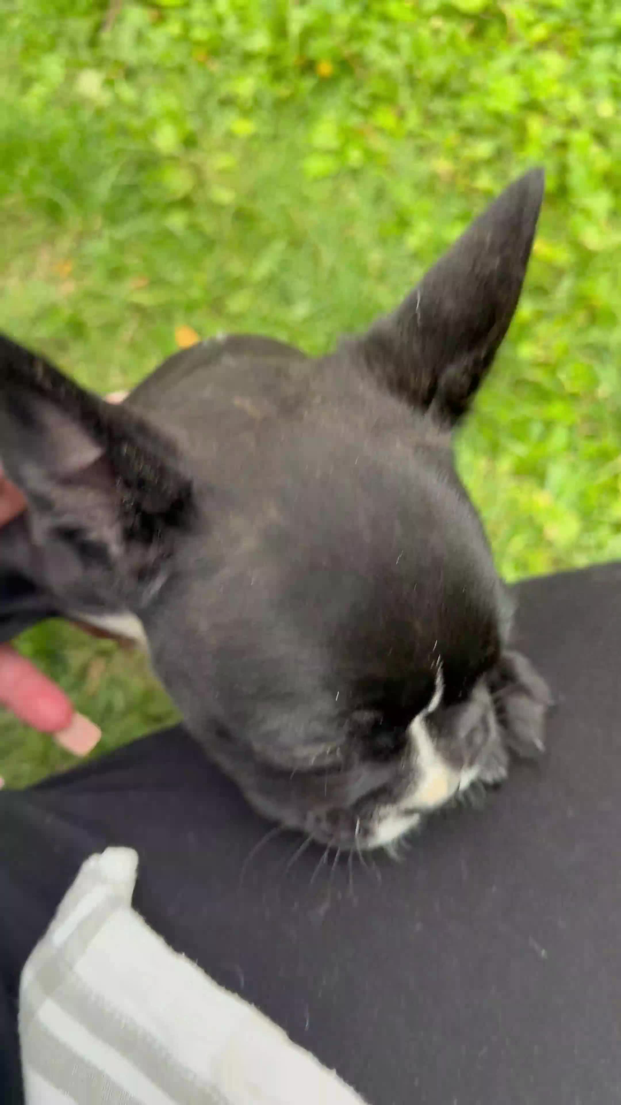 French Bulldog dogs for sale: Milk Puppy 4 - Video 1