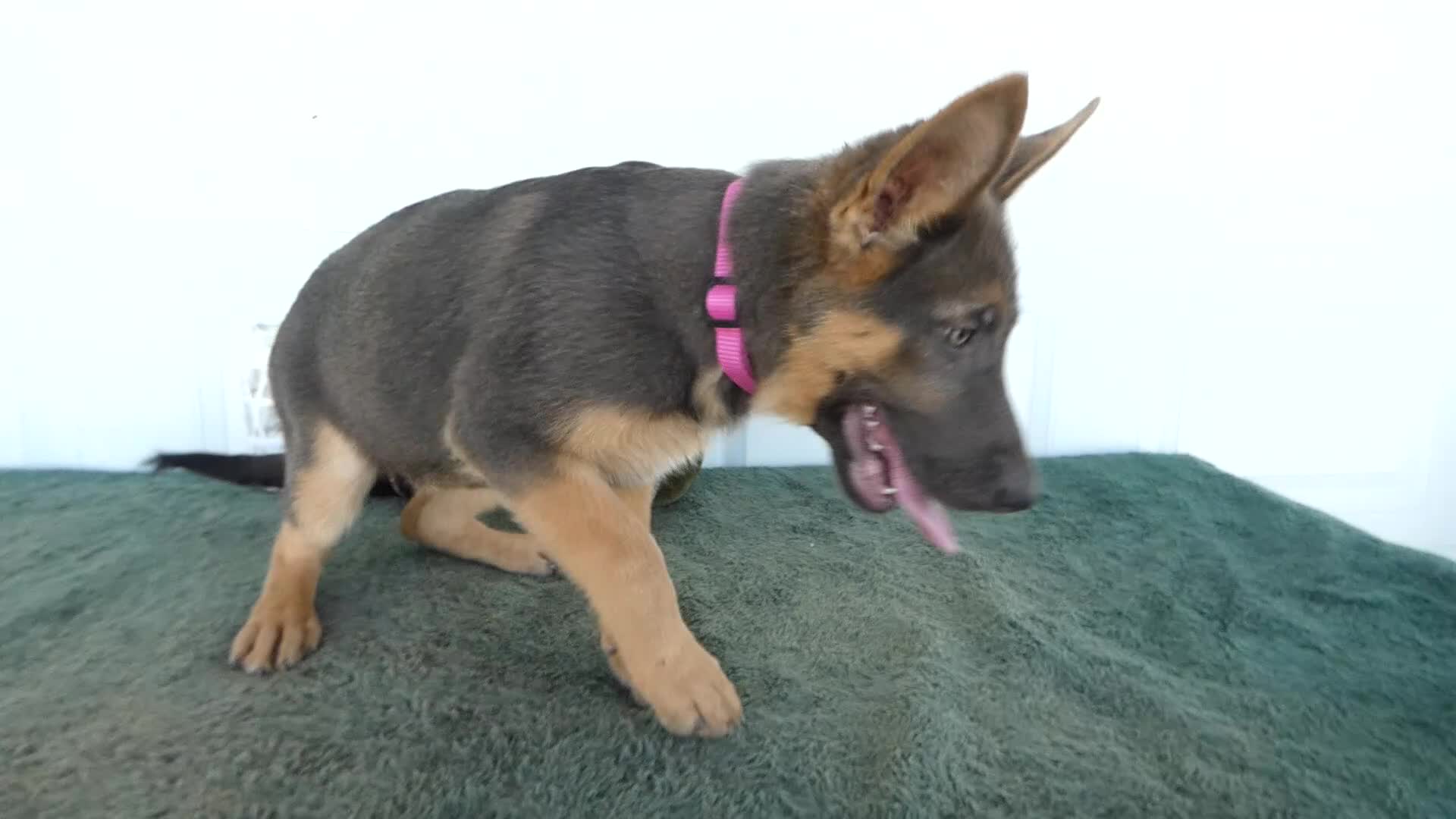 German Shepherd dogs for sale: German Shepherd 5 Princess - Video 1