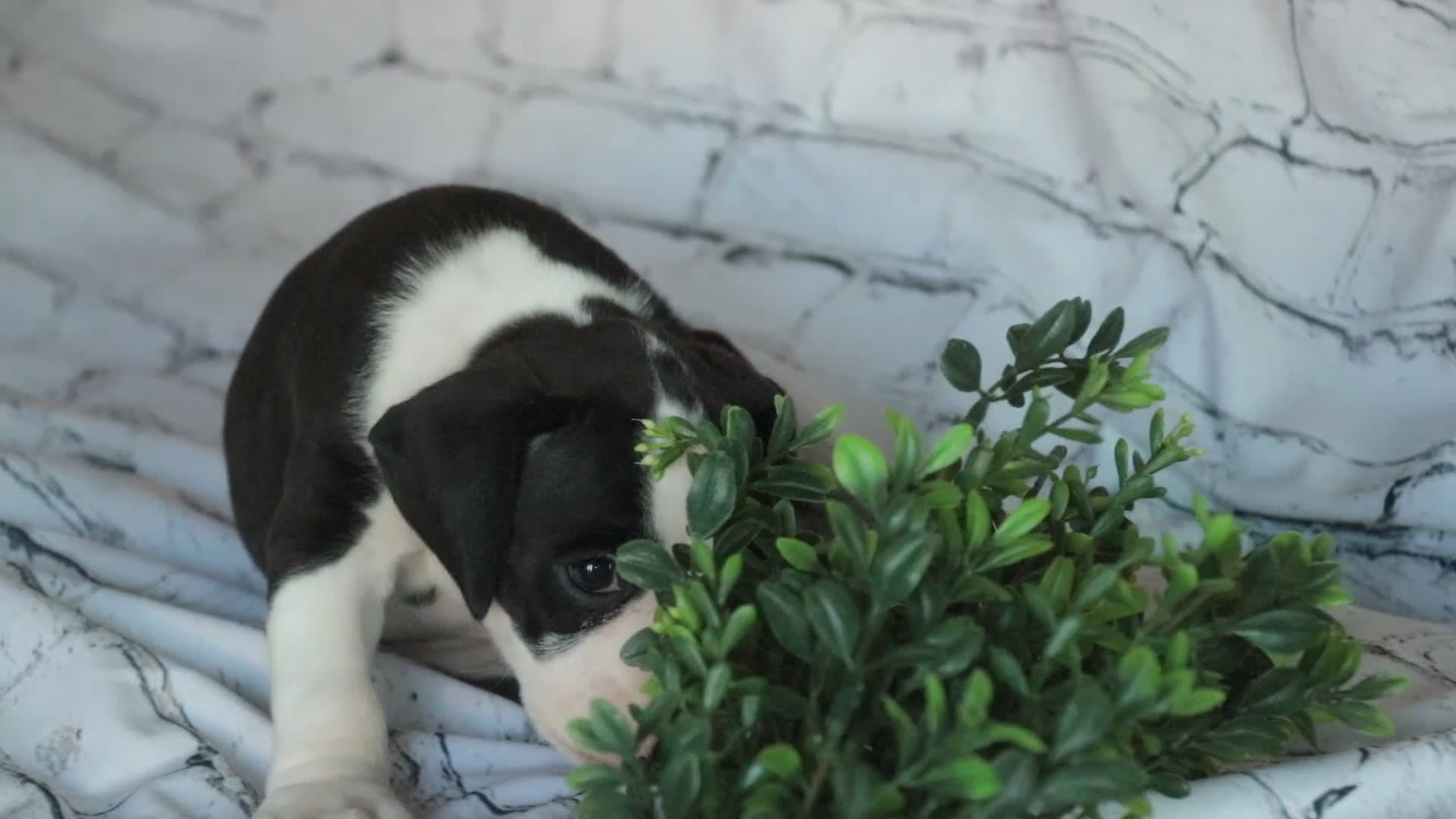 Boxer dogs for sale: Jasper - Video 2