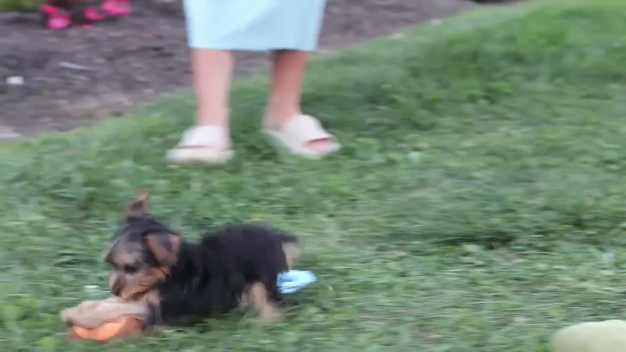 Yorkiepoo dogs for sale: Tucker - Video 1