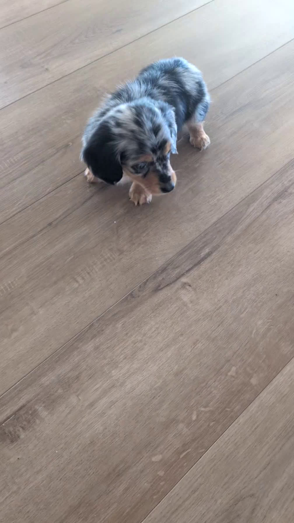 Miniature Dachshund dogs for sale: Lucy - Video 1