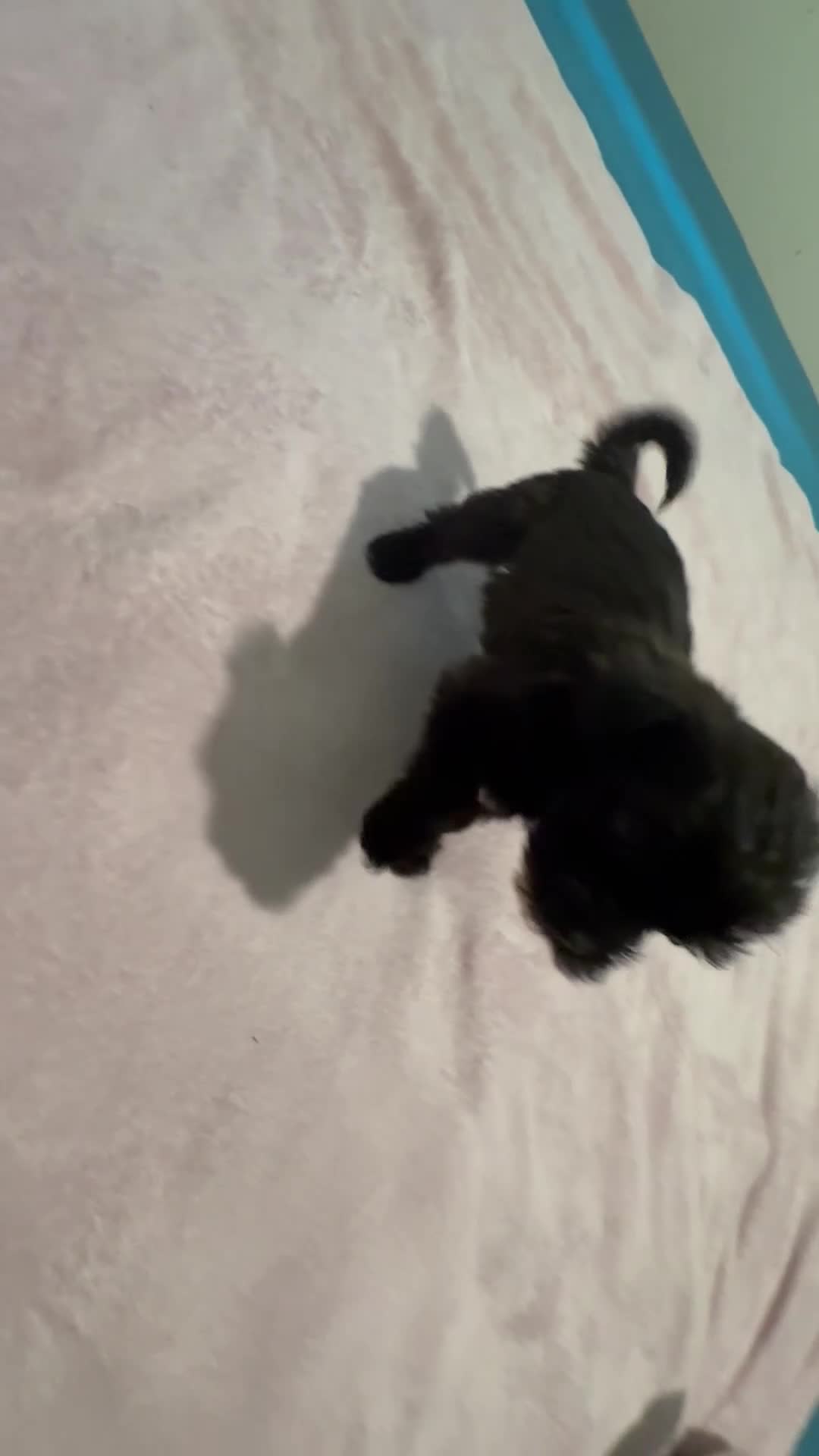 Mixed Breed dogs for sale: 1 Mixed Breed  color dark brown  - Video 1