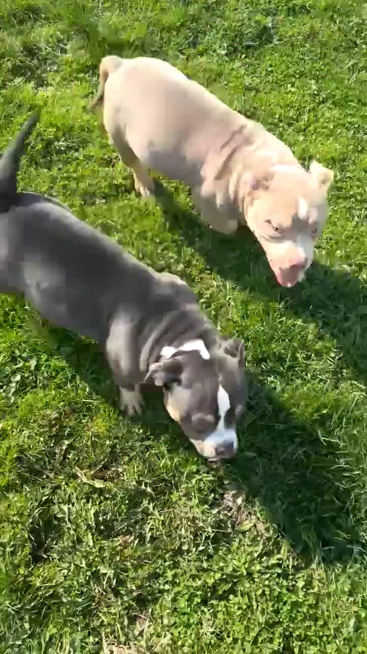 American Bulldog dogs for sale: American Bulldog Puppy 3 - Video 3