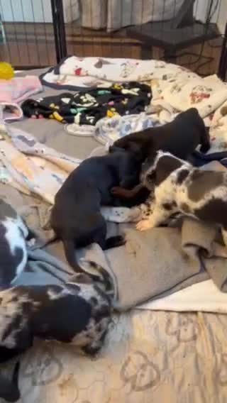 Catahoula Leopard Dog dogs for sale: Ember - Video 1